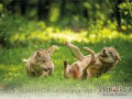 Wildpark Tambach Juli 2025 - (c) Mario Kern