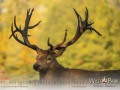 Wildpark Tambach Oktober 2025 - (c) Mario Kern